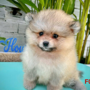 CHÓ SHIBA