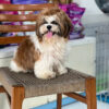 CHÓ SHIH TZU