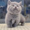 MÈO MUNCHKIN