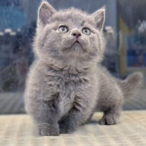 MÈO MUNCHKIN
