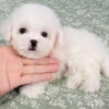 CHÓ BICHON FRISE