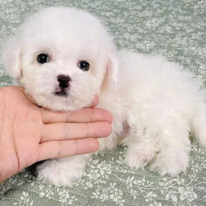 CHÓ BICHON FRISE