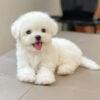 CHÓ BICHON FRISE