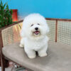 CHÓ BICHON FRISE