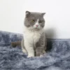 MÈO MUNCHKIN