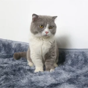 MÈO MUNCHKIN