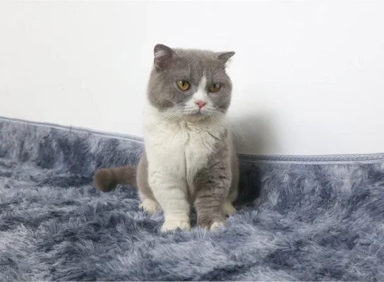 MÈO MUNCHKIN