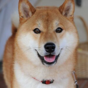 CHÓ SHIBA