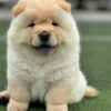 CHÓ CHOW CHOW