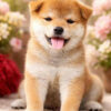 CHÓ SHIBA
