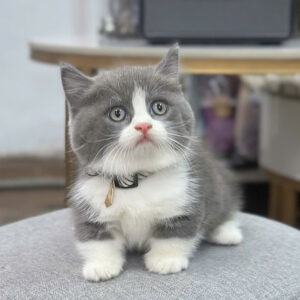 MÈO MUNCHKIN