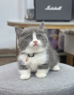 MÈO MUNCHKIN